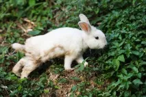 Що подивитися на Пхукеті, Провінційний фотограф про подорожі провінційний