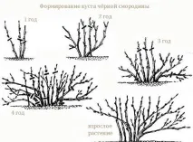 Чорна смородина посадка, обрізка, догляд - Корисний журнал чорна