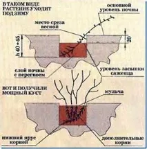Чорна смородина посадка, обрізка, догляд - Корисний журнал корисний