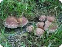 Лікувальні гриби шиїтаке шиїтаке