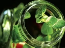 Лікування меланоми народними засобами в домашніх умовах лікування