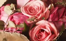 Квіти для дівчини, або як дарувати рожеві троянди дівчини