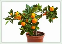 citrus