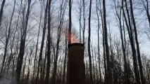 Робимо кленовий сироп своїми руками кленовий