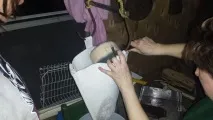 Робимо кленовий сироп своїми руками сироп