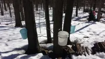 Робимо кленовий сироп своїми руками кленовий