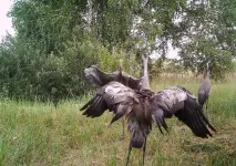 Дика природа серйозно постраждала від радіації у Чорнобилі та на Фукусімі дика