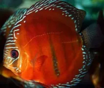 Дискус червоний, простий дискус, звичайний дискус, помпадур, дискус Хеккеля (Symphysodon discus простий