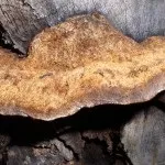 Дубовий трутовик або помилковий опис, користь та шкода, властивості дубовий