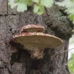 Дубовий трутовик або помилковий опис, користь та шкода, властивості помилковий