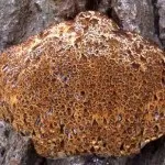 Дубовий трутовик або помилковий опис, користь та шкода, властивості помилковий