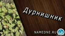 Дурнішник лікувальні властивості - Назви рослин Д - Лікувальні трави - Народні рецепти - NAMEDNE - лікувальні