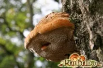 Дубовий трутовик або помилковий опис, користь та шкода, властивості дубовий