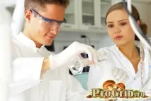 Дубовий трутовик або помилковий опис, користь та шкода, властивості трутовик