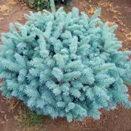 Ялина колюча Glauca Globosa globosa
