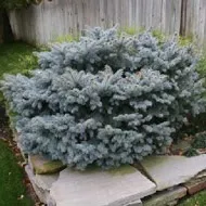 Ялина колюча Glauca Globosa globosa