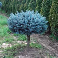 Ялина колюча Glauca Globosa колюча