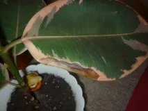 фікус