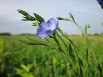 Флора Нижегородської області флора