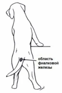 Фіалкова залоза фіалкова
