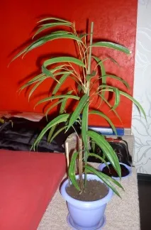 фікус