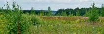 Флора Нижегородської області області