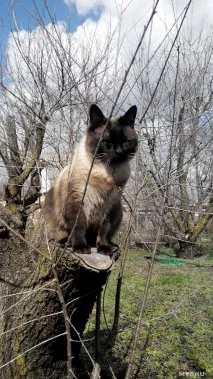 Де можна замовити алмазну вишивку по фотографії відео-посібник зі збирання мозаїки для алмазну