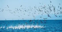 Голубоногая олуша місце проживання, фото, фото олуша
