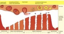 матката