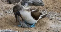 Голубоногая олуша місце проживання, фото, фото голубоногая