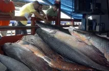 Гігантська арапайма і кларієвий сом тепер мешкають на Кубані. тепер