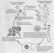 бъбреци