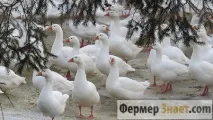 Губернаторські гуси все, що про породу варто знати фермеру гуси