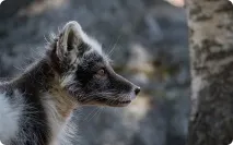 Найплодючіші ссавці дитинчат