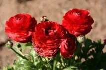 Лютики садові або ранункулюси, складності вирощування, 6 соток лютики