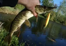 Ловля щуки на мінноу техніка, поради техніка