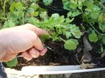 Лютики садові або ранункулюси, складності вирощування, 6 соток лютики