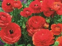 Лютики садові або ранункулюси, складності вирощування, 6 соток лютики