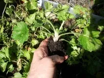 Лютики садові або ранункулюси, складності вирощування, 6 соток лютики