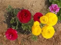 Лютики садові або ранункулюси, складності вирощування, 6 соток садові