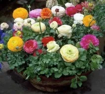 Лютики садові або ранункулюси, складності вирощування, 6 соток садові