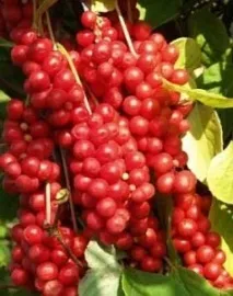 Лимонник, Cooks - Кухарі Казахстану cooks