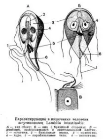 Лямблії та лямбліоз що це таке, симптоми та лікування (фото) фото