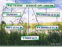 Дослідницька робота Рослини живі істоти - початкові класи, презентації робота