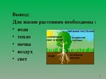 Дослідницька робота Рослини живі істоти - початкові класи, презентації дослідницька