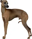 чорний