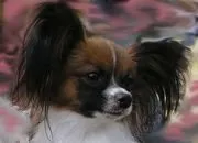 чорний