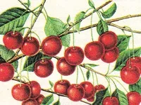 козлова