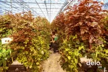 Які квіти вигідно вирощувати квітів