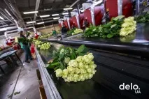 Які квіти вигідно вирощувати ринку